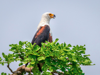 18-Day Ultimate Birding Safari