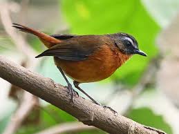 Archer’s Robin-Chat