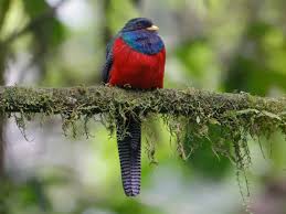 Bar-tailed Trogon