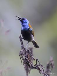 Blue-headed Sunbird