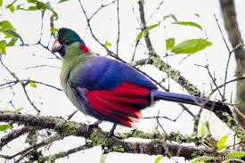 Rwenzori Turaco