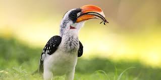 Hornbills