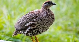 Nahan's Francolin