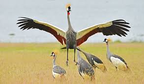 Birding Safaris