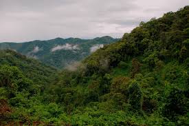 Bwindi Impenetrable Forest