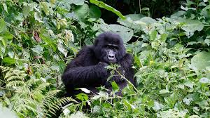 Gorilla & Primate Safaris