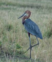 Goliath Heron