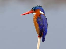 Malachite Kingfisher