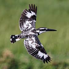 Pied Kingfisher