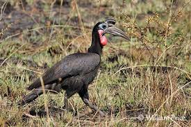 Abyssinian Ground Hornbill
