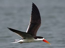 African Skimmer
