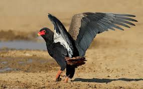 Bateleur