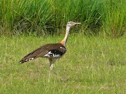 Denham’s Bustard