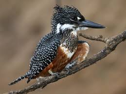 Giant Kingfisher