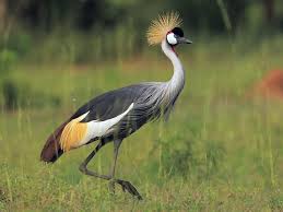 Grey Crowned Crane