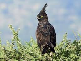 Long-crested Eagle