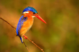 Malachite Kingfisher