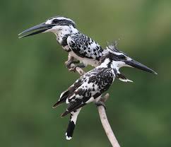 Pied Kingfisher