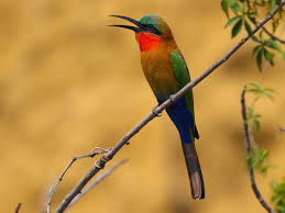 Red-throated Bee-eater