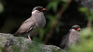 Rock Pratincole