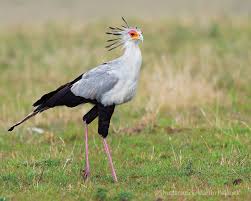 Secretarybird