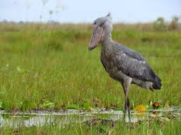 Shoebill