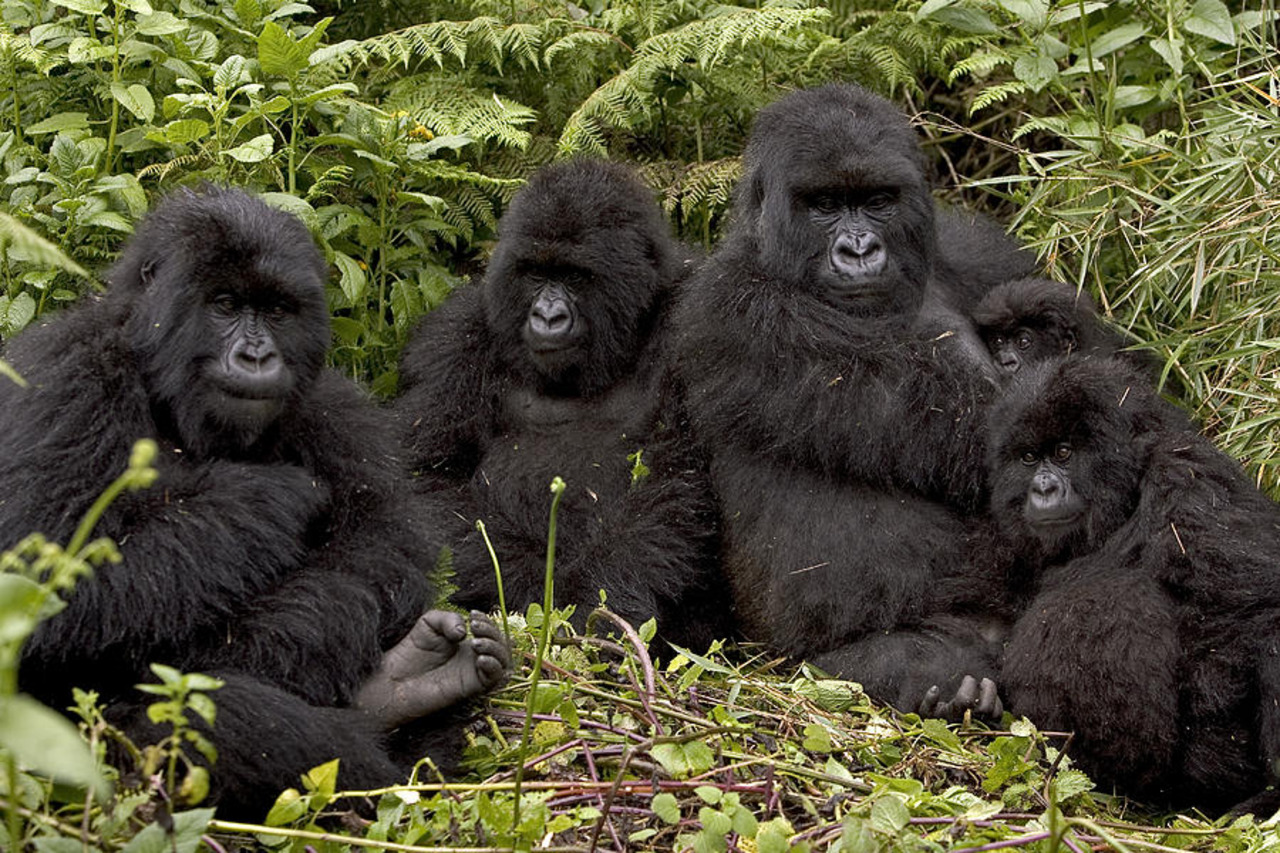 Gorilla & Primate Safaris