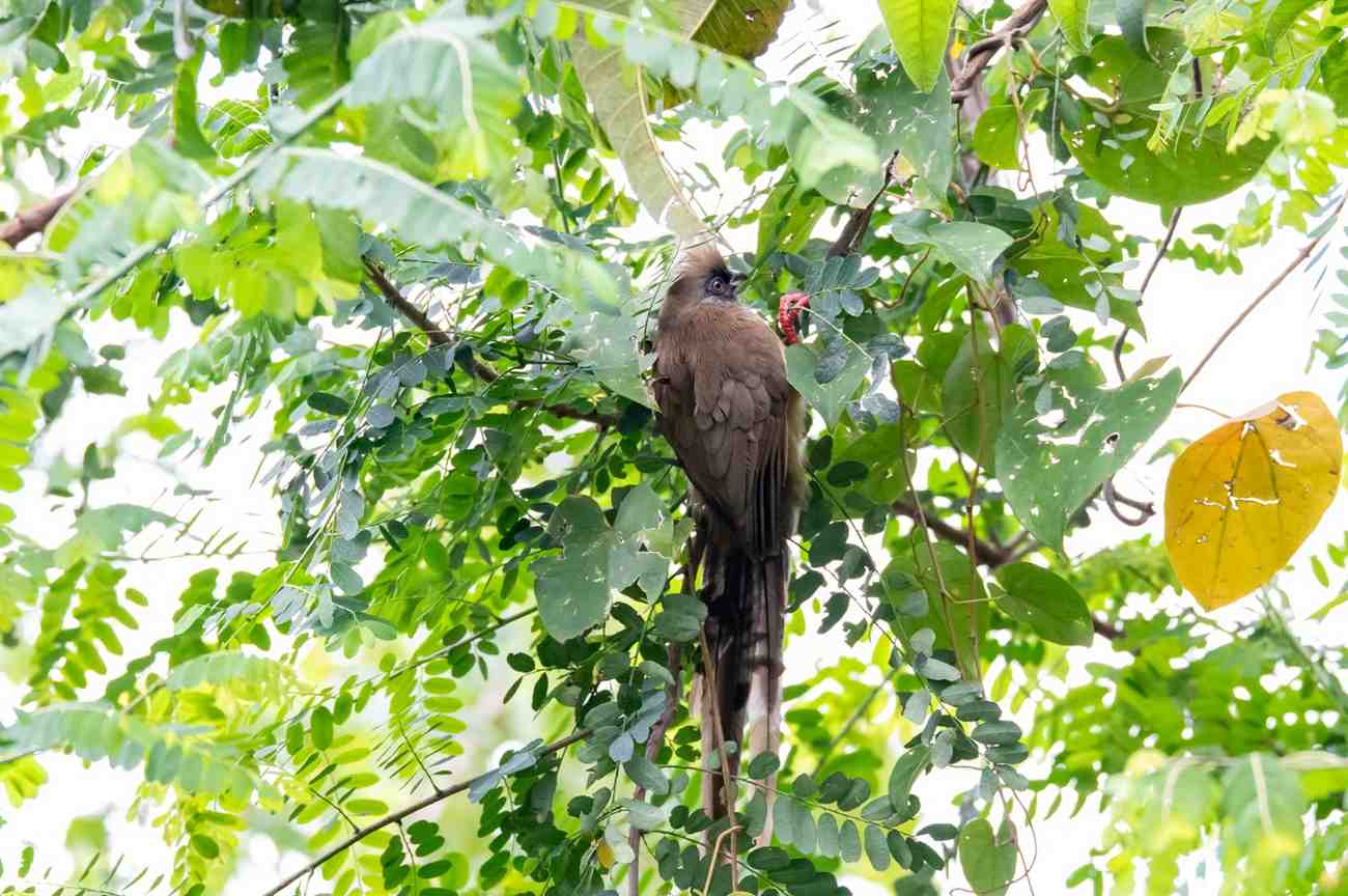 18-Day Ultimate Birding Safari