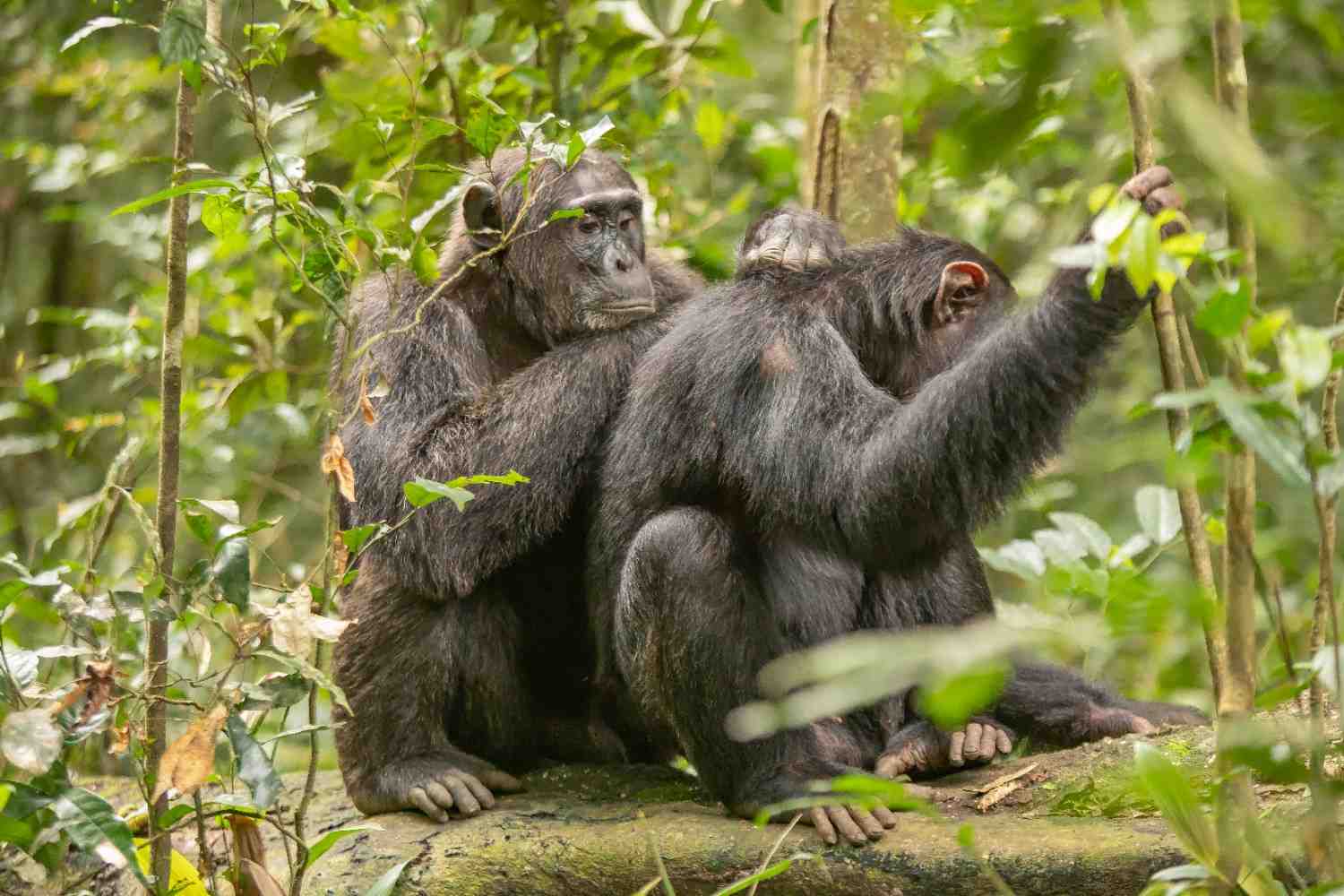 Gorillas & Golden Monkeys