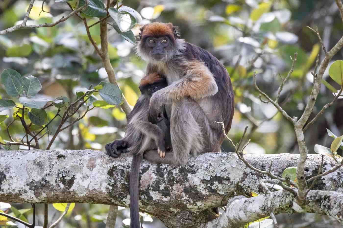 Uganda Safari Adventure 8 Days