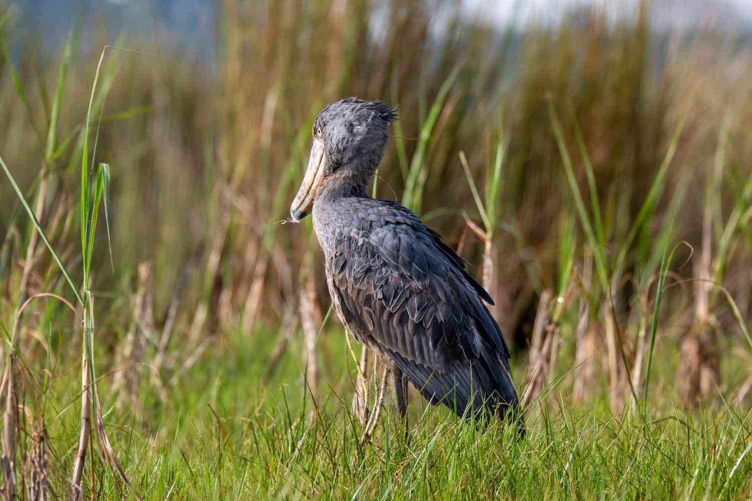 Uganda Birding Safari 15 Days