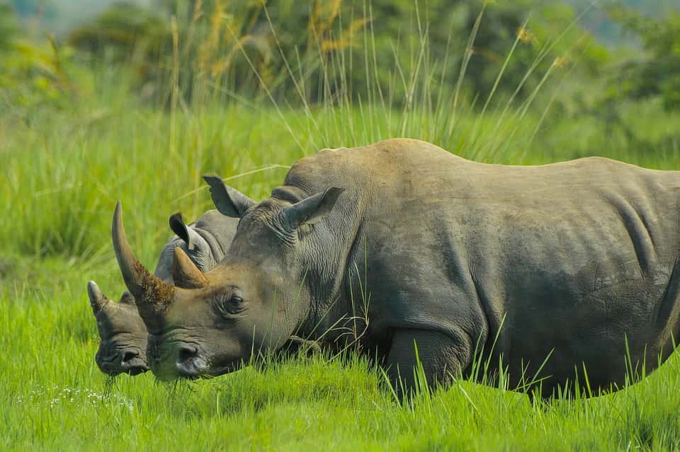 Wildlife Safaris