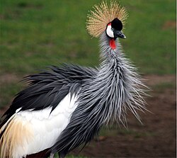 gray crowned-crane