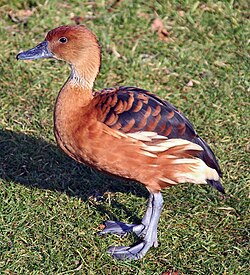 Fulvous whistling-duck
